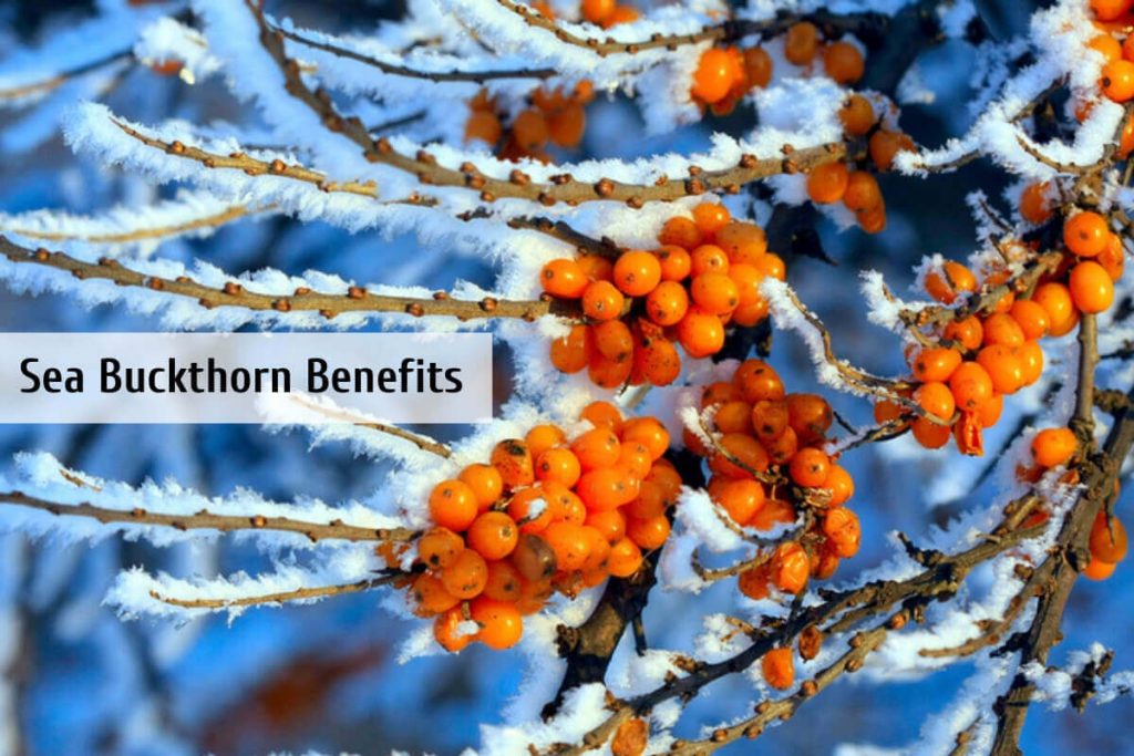 Sea Buckthorn _ Ayurvedum