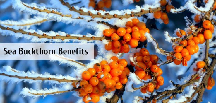 Sea Buckthorn _ Ayurvedum