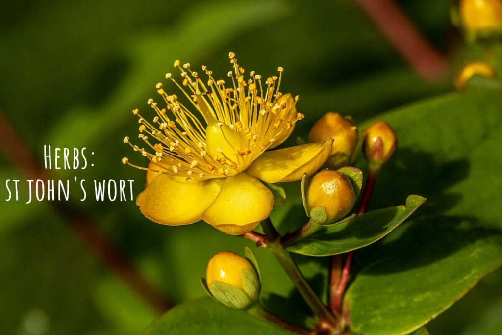 The St. John's Wort benefits include both beauty as well as medicinal and it, therefore, has impeccable uses. The herb is safe to ingest however upon excessive dosage, the St. John's Wort side effects also prevail. _ Ayurvedum