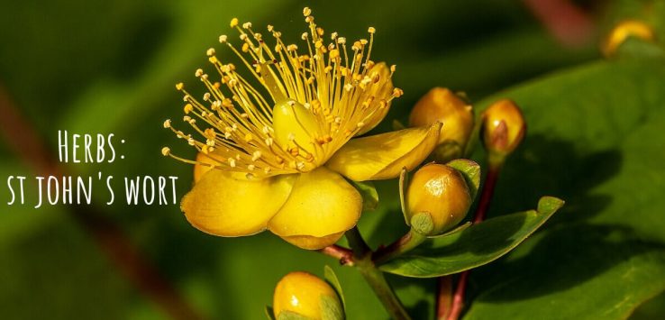 The St. John's Wort benefits include both beauty as well as medicinal and it, therefore, has impeccable uses. The herb is safe to ingest however upon excessive dosage, the St. John's Wort side effects also prevail. _ Ayurvedum