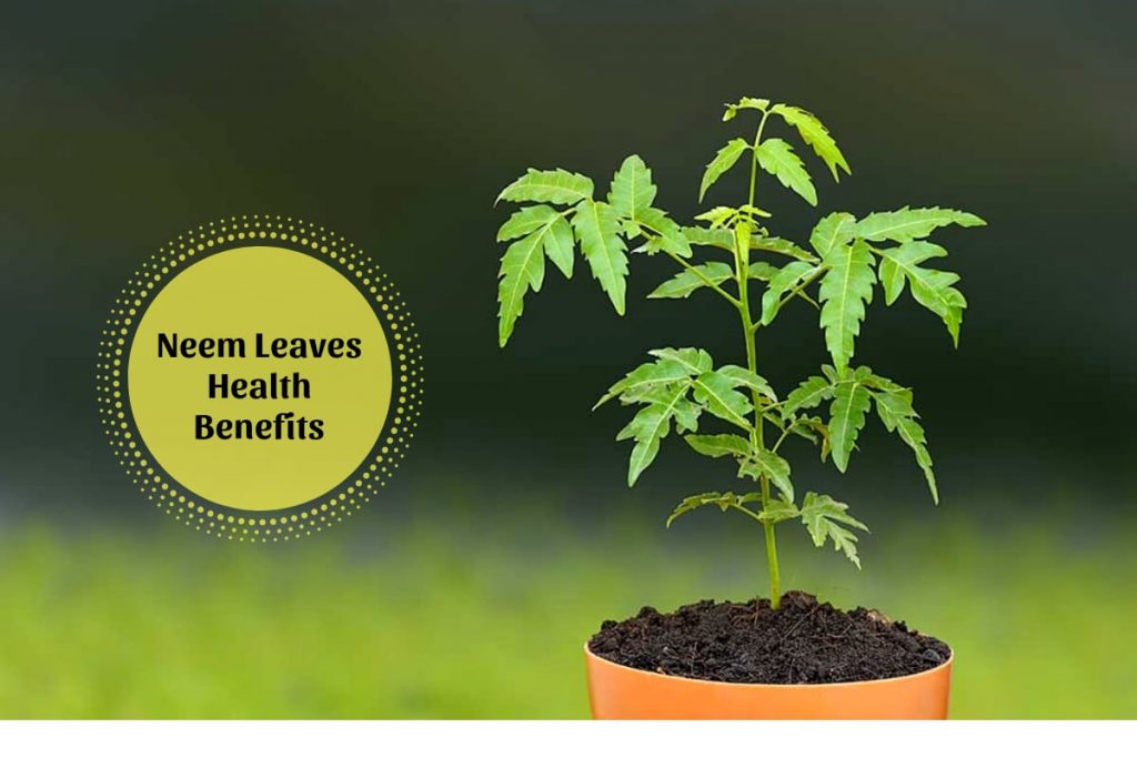 Benefits of neem leaves _ Ayurvedum