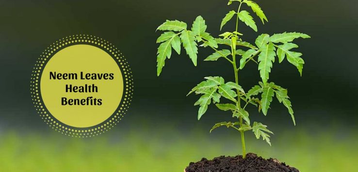 Benefits of neem leaves _ Ayurvedum