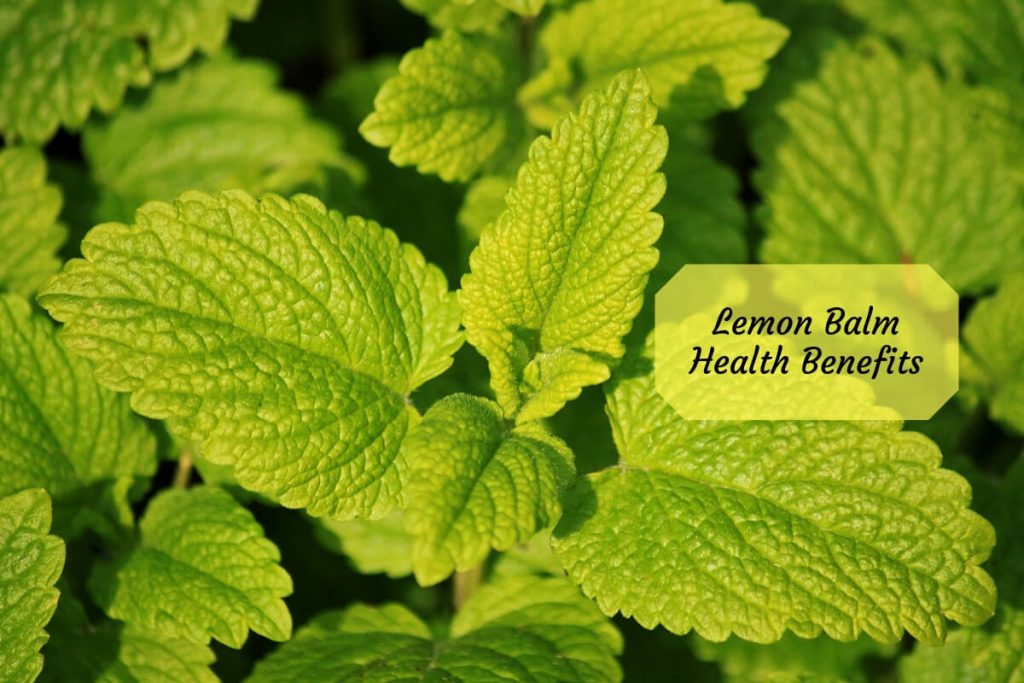 Lemon balm benefits _ Ayurvedum