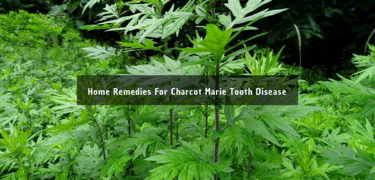 charcot marie tooth disease _ Ayurvedum