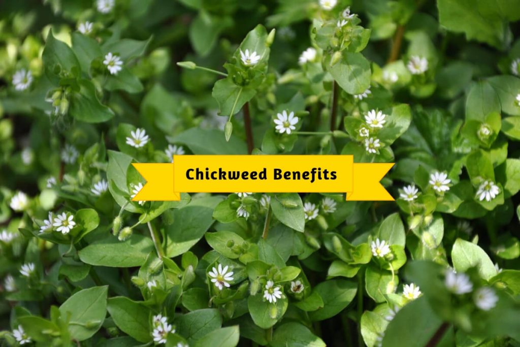 Chickweed benefits _ Ayurvedum