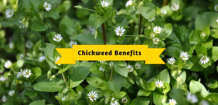 Chickweed benefits _ Ayurvedum