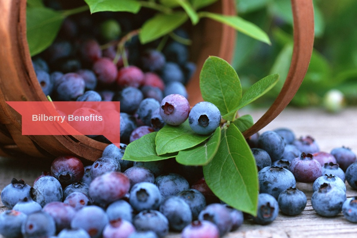 bilberry-benefits-side-effects-for-eyes-heart-more