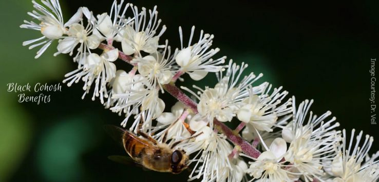 Black Cohosh Benefits _ Ayurvedum.