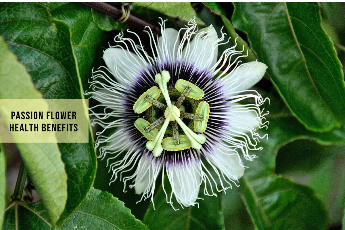 Passion Flower Benefits Soothing The Passions Of Pitta