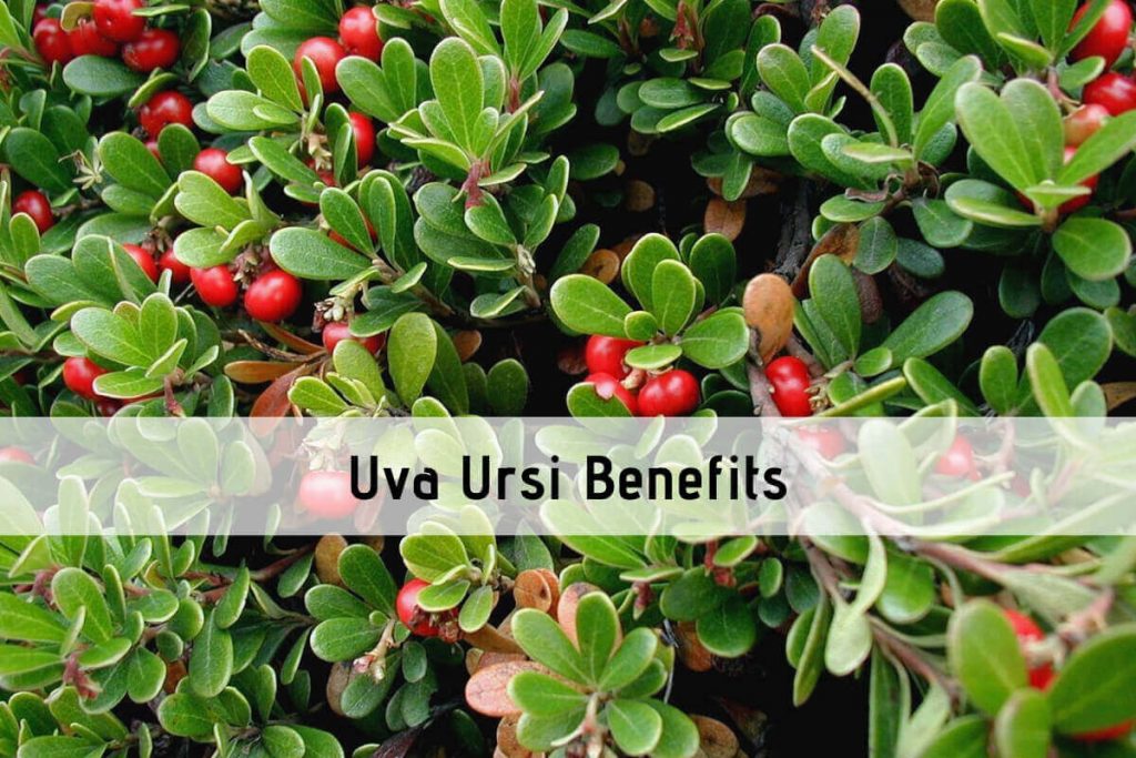 Uva Ursi Benefits _ Ayurvedum