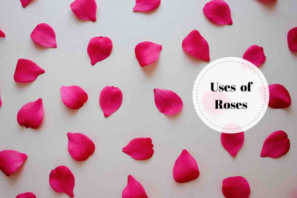 uses of rose flower