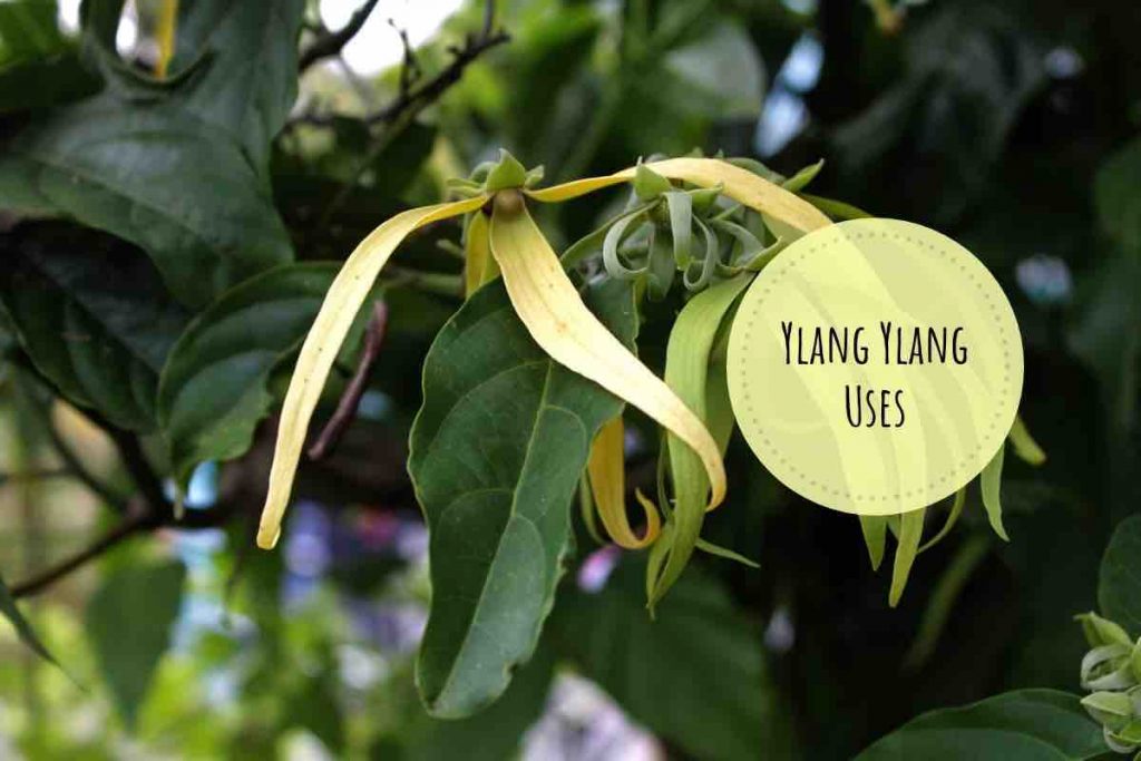 ylang ylang