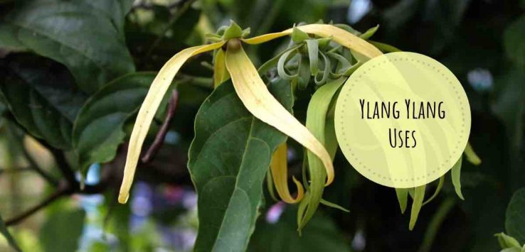 ylang ylang