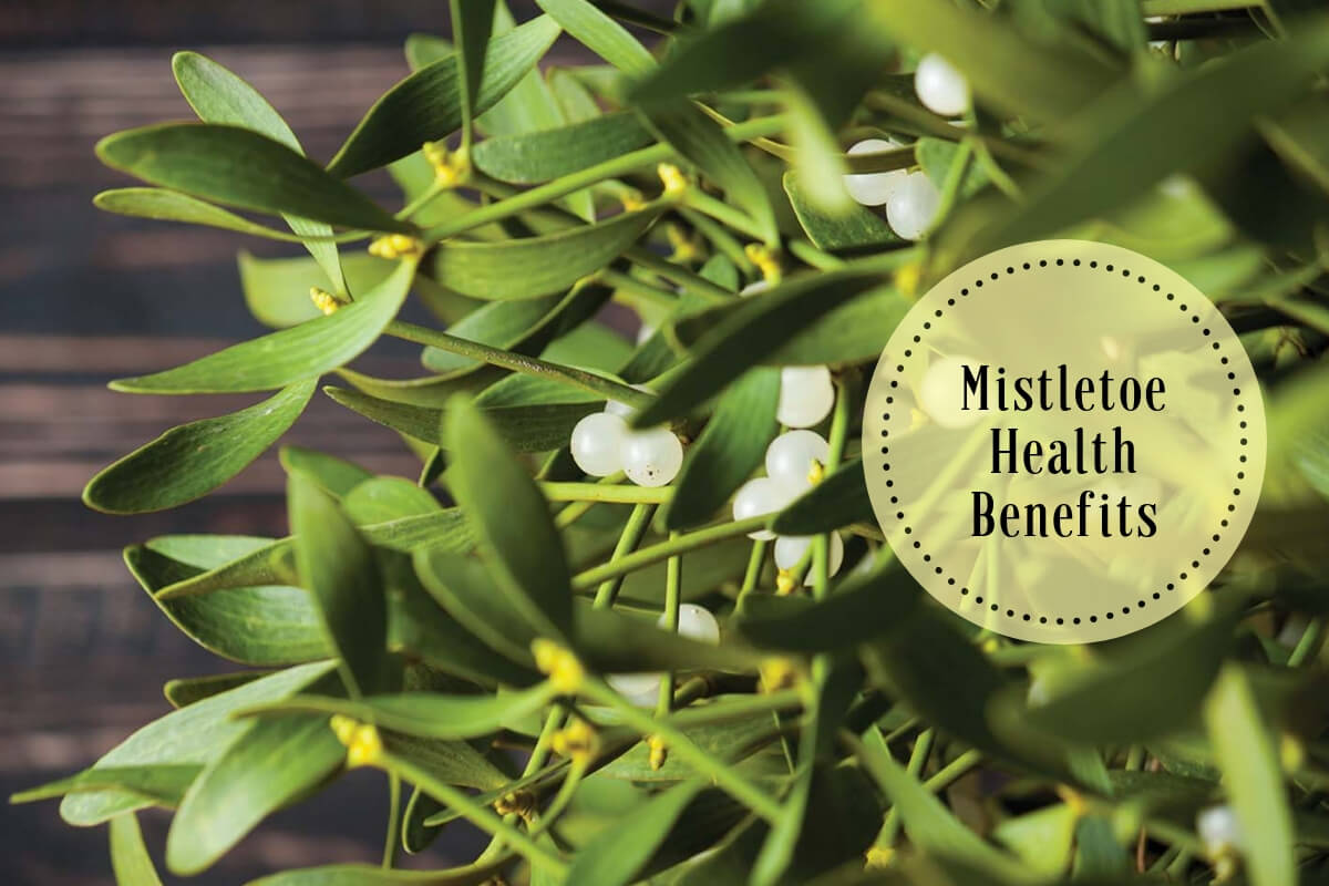 What Is Mistletoe What Is It Used For What Are Its Health Benefits