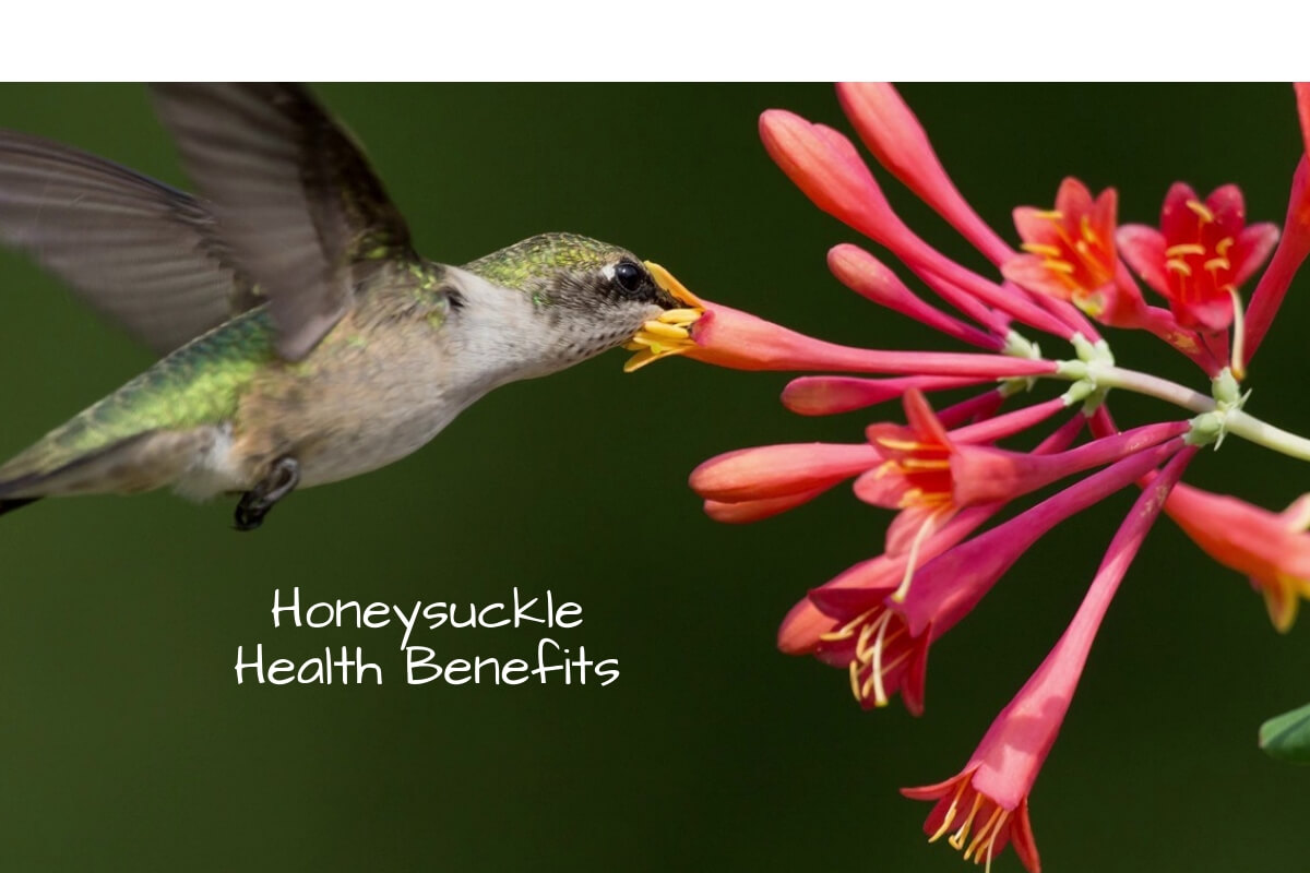 Who Owns Honeysuckle Health