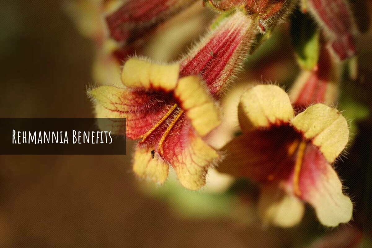 Rehmannia Herb Health Benefits