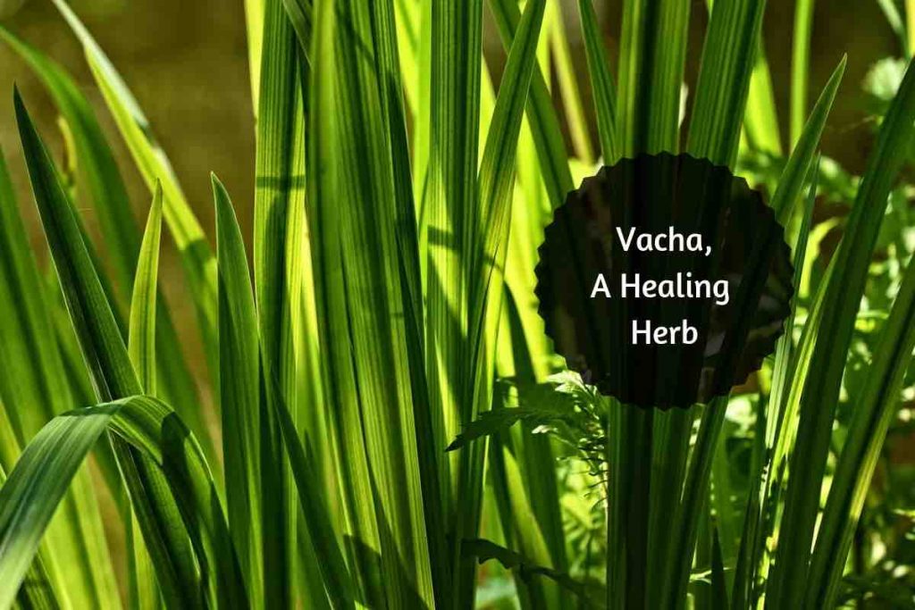 vacha herb