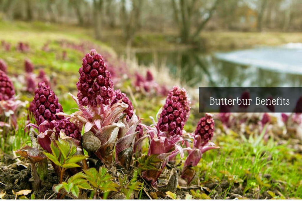 butterbur for migraines _ Ayurvedum