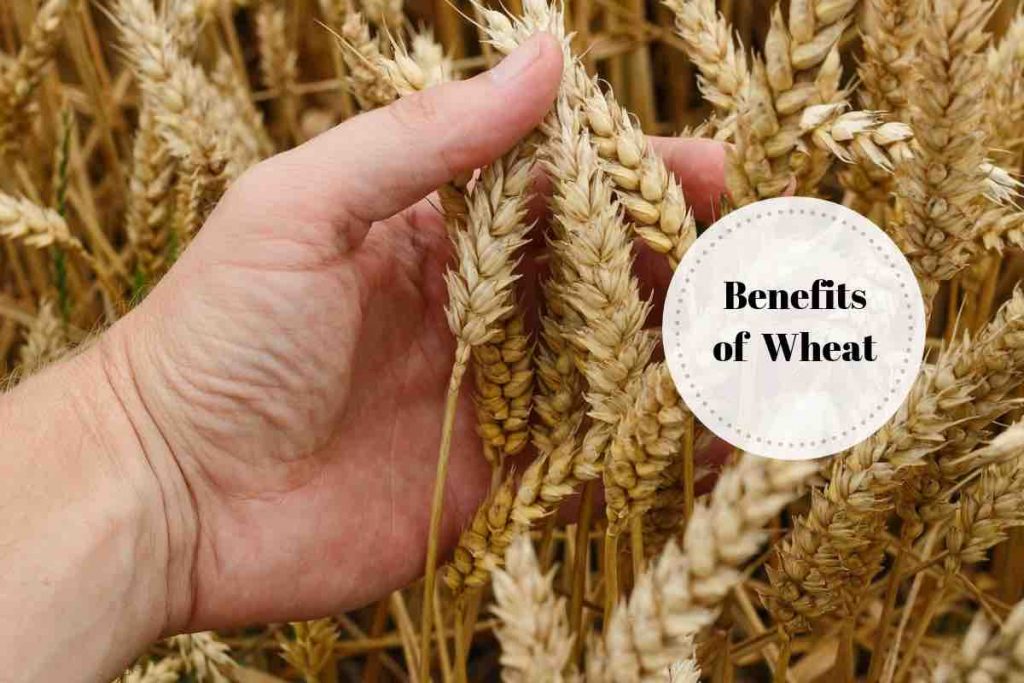 benefits of wheat Ayurvedum