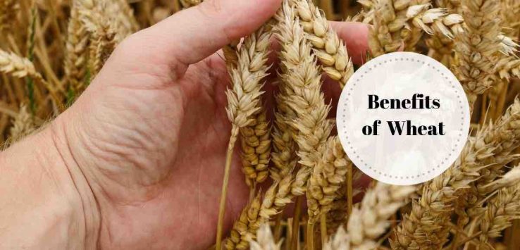 benefits of wheat