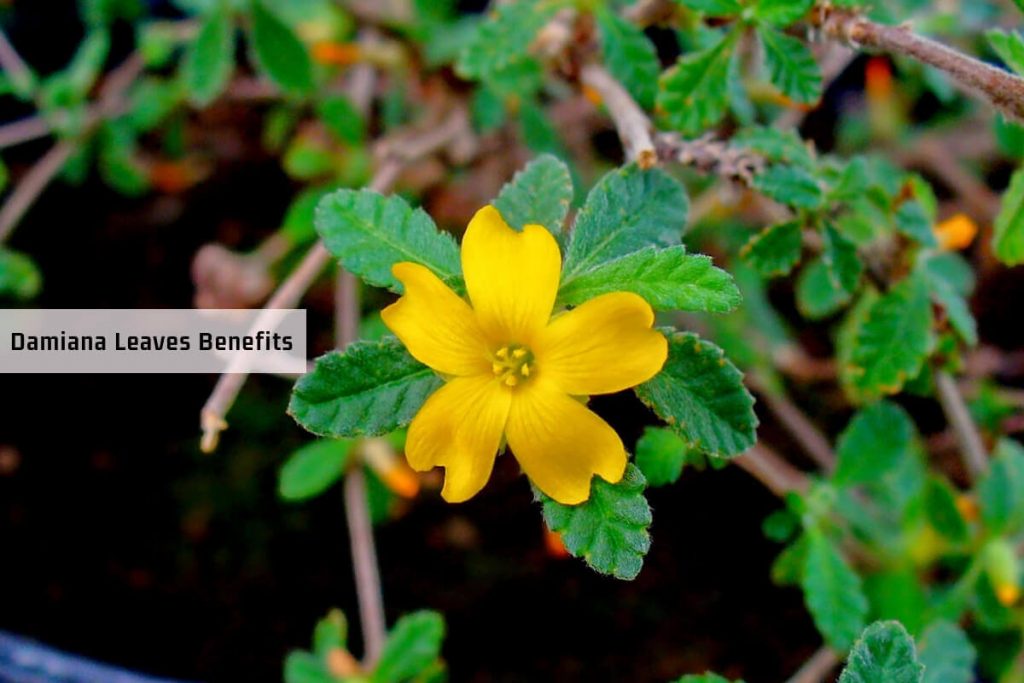 damiana benefits _ Ayurvedum