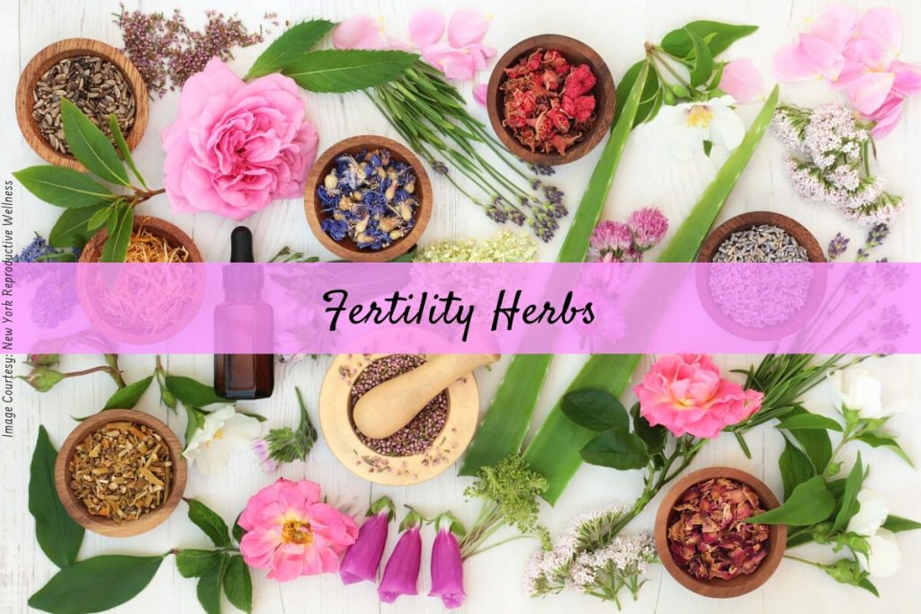 herbs for fertility _ Ayurvedum