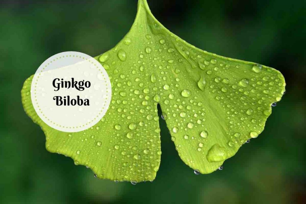 ginkgo biloba benefits