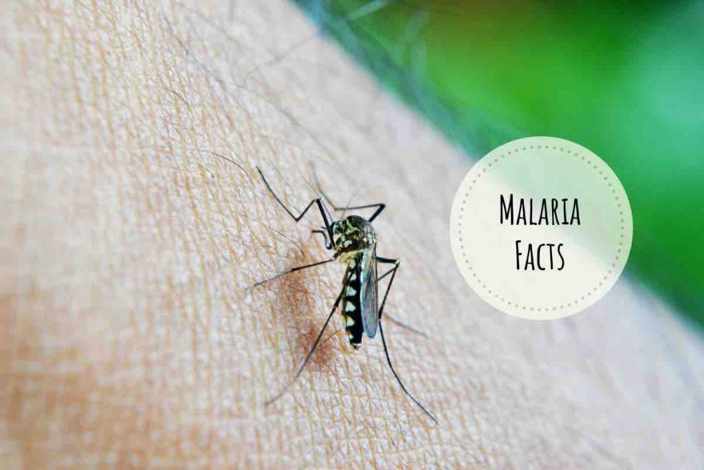 malaria facts