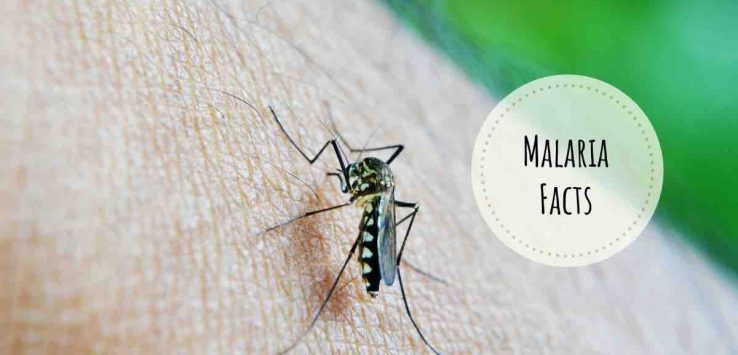 malaria facts