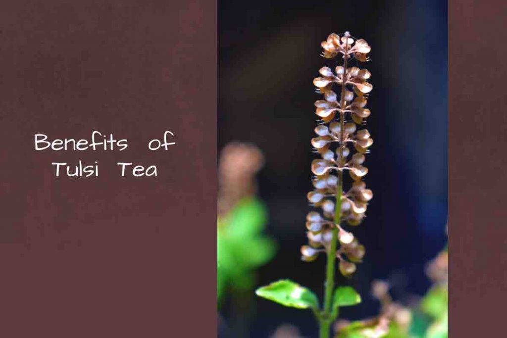 tulsi tea